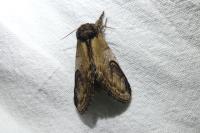 Notodonta ziczac