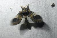 Notodonta tritophus