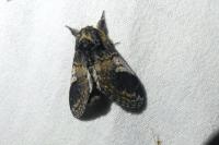 Notodonta tritophus