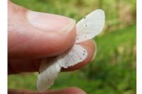 Spilosoma lubricipeda