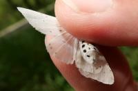 Spilosoma lubricipeda