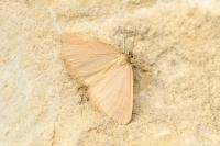 Minoa murinata
