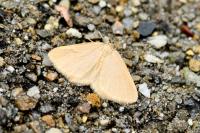 Minoa murinata