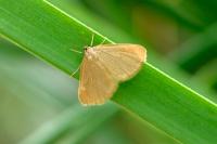 Minoa murinata