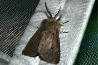 Diaphora mendica