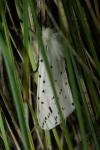 Spilosoma lubricipeda
