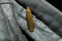 Wittia sororcula