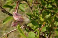 Eublemma purpurina