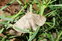 Minucia lunaris