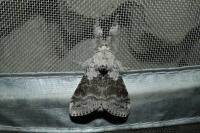 Calliteara pudibunda