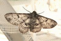 Ascotis selenaria