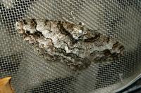 Paradarisa consonaria