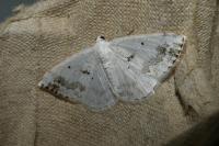 Lomographa temerata