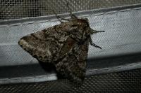 Lycia hirtaria