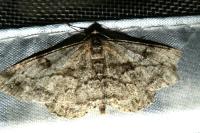 Peribatodes rhomboidaria rhomboidaria