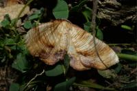 Plagodis dolabraria