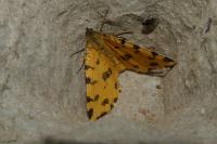 Pseudopanthera macularia
