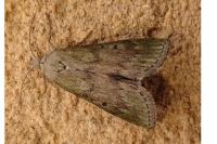 Aphomia sociella