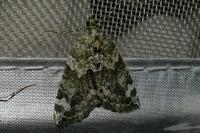 Chloroclysta siterata