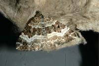 Epirrhoe alternata