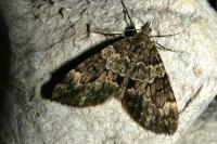 Thera britannica/variata
