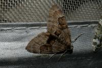 Thera britannica/variata