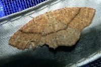 Cyclophora ruficiliaria