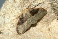 Idaea degeneraria
