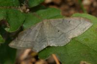 Idaea degeneraria