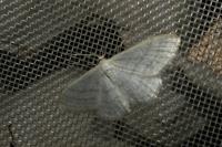 Idaea subsericeata