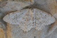 Scopula marginepunctata