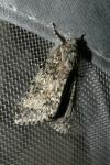 Acronicta rumicis/auricoma/menyanthidis/euphorbiae