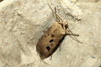Agrotis exclamationis exclamationis