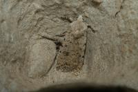 Caradrina clavipalpis