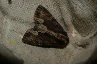 Dypterygia scabriuscula