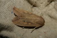 Mythimna unipuncta
