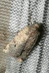 Spudaea ruticilla