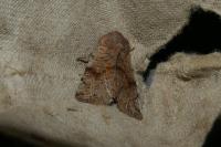 Orthosia incerta