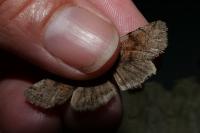 Orthosia incerta