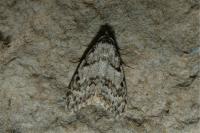 Nola cicatricalis