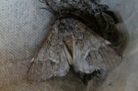 Drymonia dodonaea