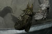 Peridea anceps