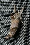 Clostera pigra