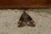 Hypena obsitalis
