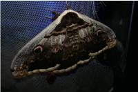 Saturnia pyri