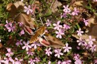Hyles euphorbiae
