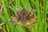 Euclidia glyphica