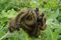 Malacosoma neustria