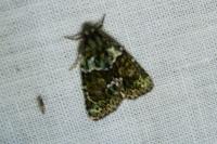 Cryphia algae