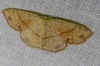 Cyclophora punctaria